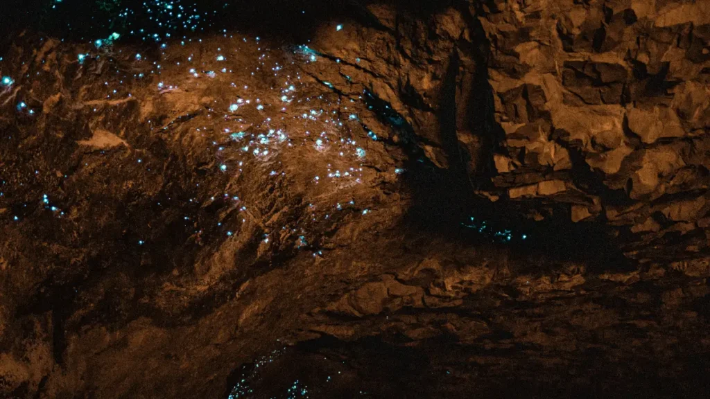 glow worm beach new zealand